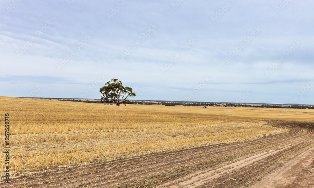 Obraz premium Lone tree