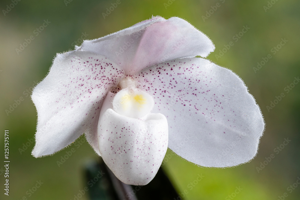 Φωτογραφία Closeup view of white and purple pink flower of lady slipper orchid species paph