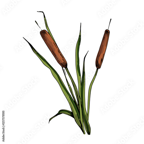 Reed of color vector drawings isolated on a white background.