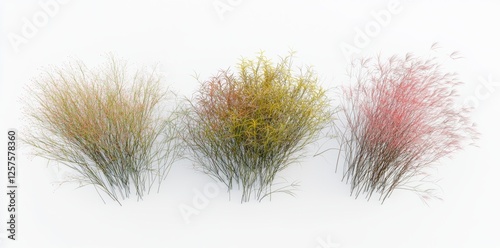 Little bluestem with transparent background, 3D rendering, for illustration, digital composition, architecture visualization from top view