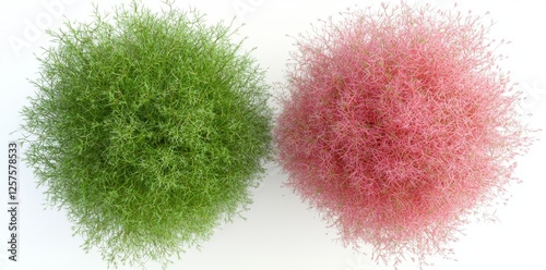 Littile bluestem with a transparent background, presented in a 3D rendering style, suitable for illustration, as part of a digital composition, viewed from a top angle for architecture visualization