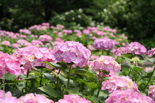 公園に全盛期を迎えるピンク色のアジサイ photo