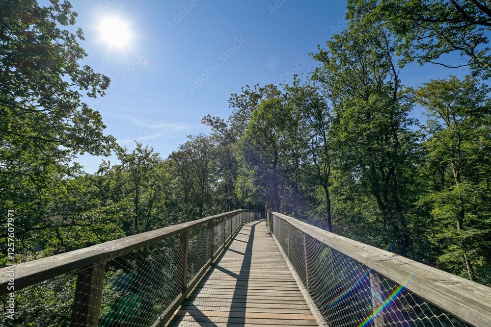 Obraz premium Baumwipfelpfad, Wald nahe der Saarschleife, Orscholz, Mettlach, Saarland, Deutschland
