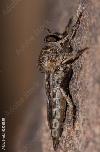 Robber fly Promachus latitarsatus. Integral Natural Reserve of Inagua. Gran Canaria. Canary Islands. Spain. photo