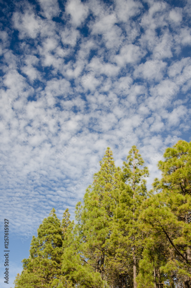 Obraz premium Forest of Canary Island pine Pinus canariensis and cloudscape. The Nublo Rural Park. Tejeda. Gran Canaria. Canary Islands. Spain.