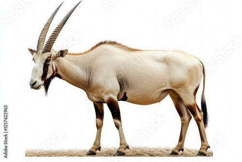 Arabian Oryx Isolated
