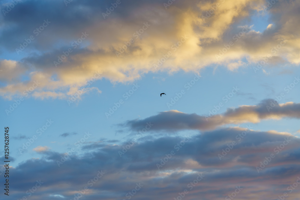 Fototapeta premium Graceful bird gliding against a backdrop of blue and golden clouds.