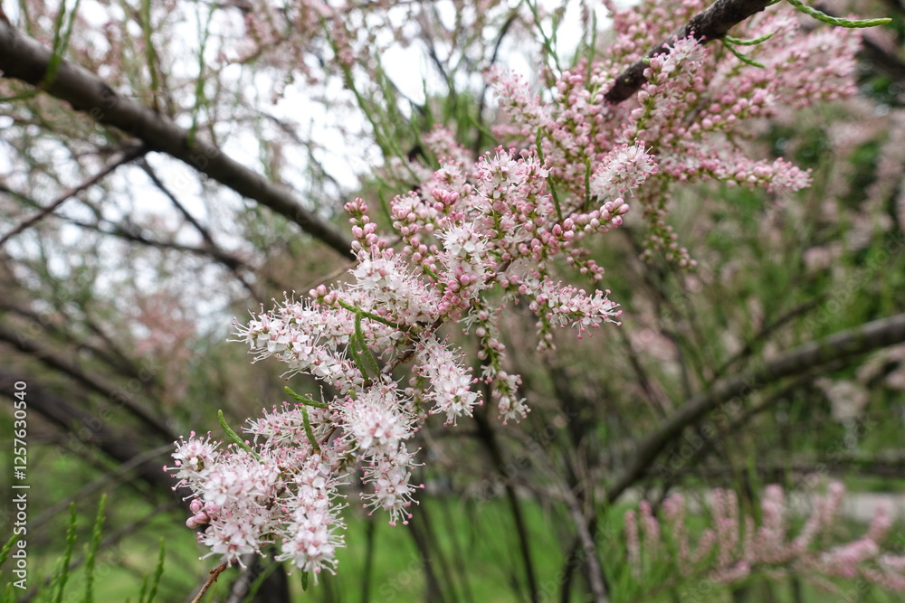 Macro of pink flowers and buds of Tamarix ramosissima in May Macro of pink flowers and buds of Tamarix ramosissima in May