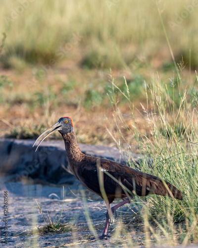 Red naped ibis or Indian black ibis or Pseudibis papillosa bird closeup or portrait at tal chhapar blackbuck sanctuary rajasthan india asia photo