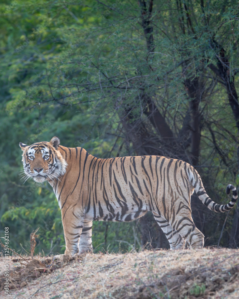 Obraz premium dominant wild bengal tiger or panthera tigris Ranthambore National Park Forest Reserve India. male in prime age side profile closeup with eye contact standing in territory natural green jungle safari