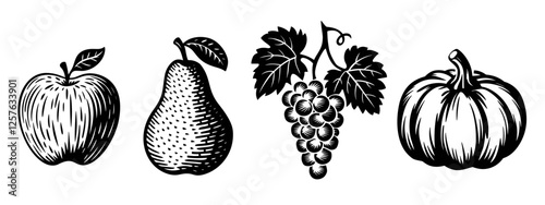 Apple, pear, grapevine, and pumpkin in bold black and white engraving style. Vector illustrations set for autumn, harvest, Thanksgiving, vintage themes