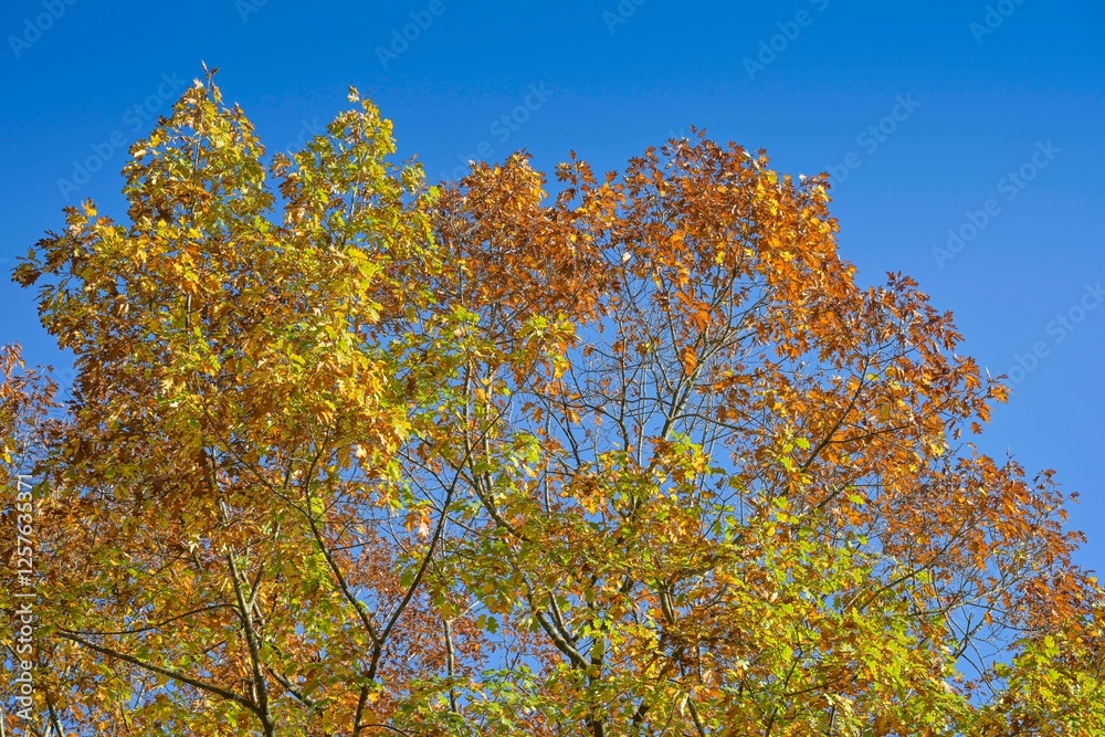 Herbstliche Bäume, Ahorn, Cormòns, Region Friaul-Julisch Venetien, Italien Herbstliche Bäume, Ahorn, Cormòns, Region Friaul-Julisch Venetien, Italien