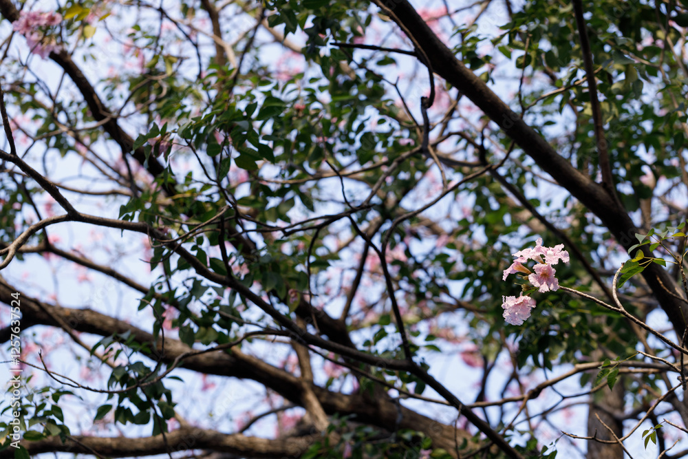 Rosy Trumpet or Pink Tacoma tree, Tabebuia rosea, cheerful blooming in park. Rosy Trumpet or Pink Tacoma tree, Tabebuia rosea, cheerful blooming in park.