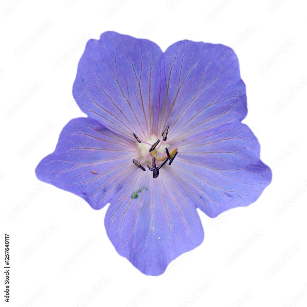 Naklejka premium Beautiful Cranesbill flowers on transparent background