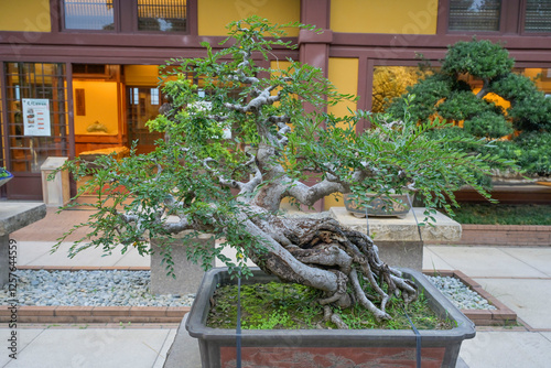 Canvas Print Bonsaibaum, Vorgarten, Nonnenkloster Chi Lin, Sheung Yuen, Hongkong, Volksrepubl