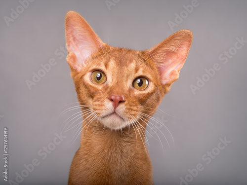 Cute adorable abyssinian cred at on isolated grey background photo