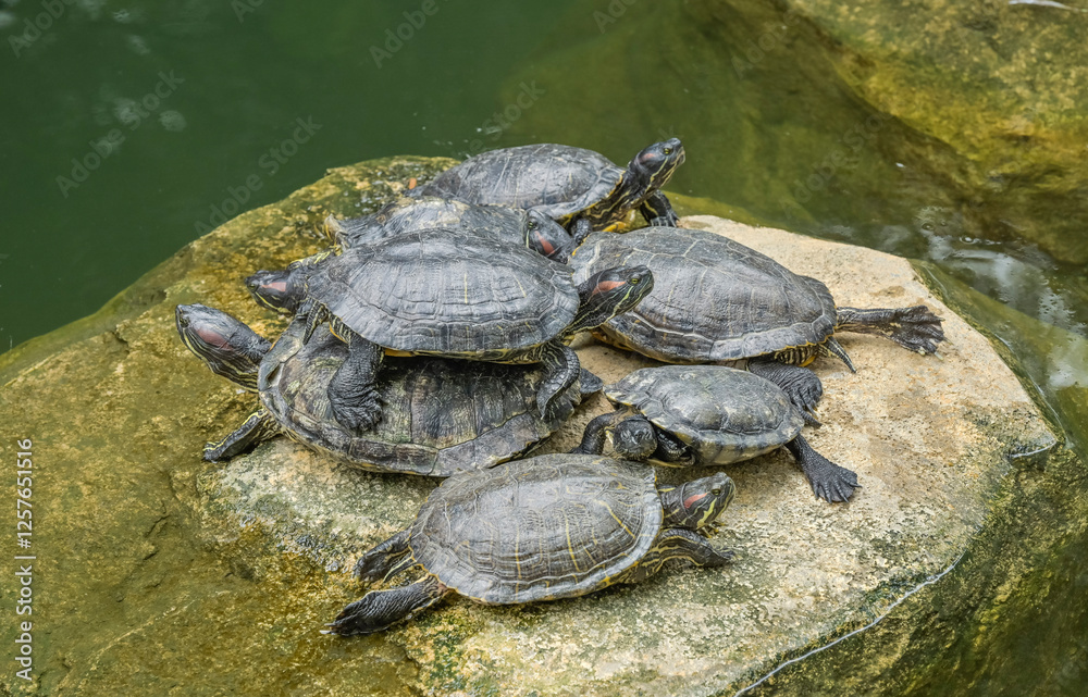 Schildkröten, Teich im Hong Kong Park, Cotton Street, Central, Hongkong, Volksrepublik China Schildkröten, Teich im Hong Kong Park, Cotton Street, Central, Hongkong, Volksrepublik China