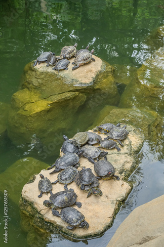 Canvas Print Schildkröten, Teich im Hong Kong Park, Cotton Street, Central, Hongkong, Volksre