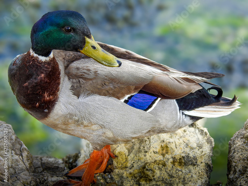 Duck perched on rock by the river.