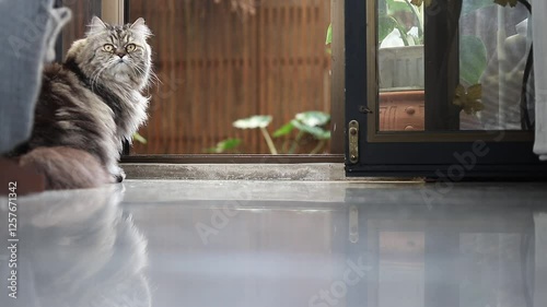 A fluffy Persian cat looking out at the world from a cozy spot.