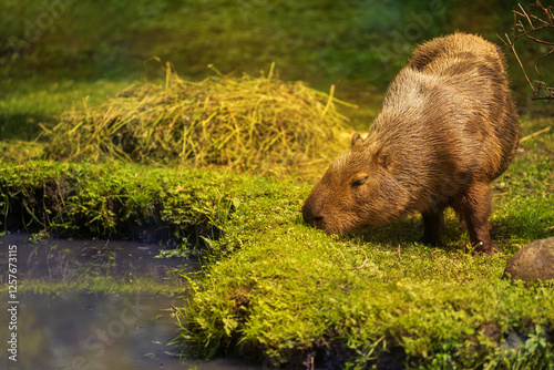 Capybara (Hydrochoerus hydrochaeris) eats grass. Place for text.
