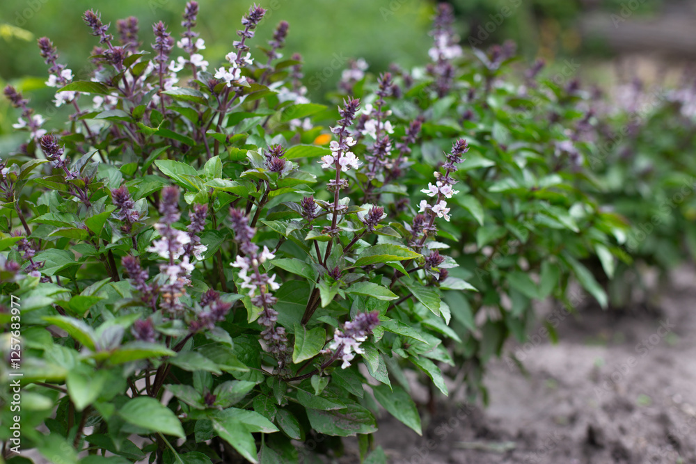 Green basil plants in blossom. Basil blooms in the garden. Growing fresh spices. Aromatic herbs. Ocimum basilicum Magic Blue.