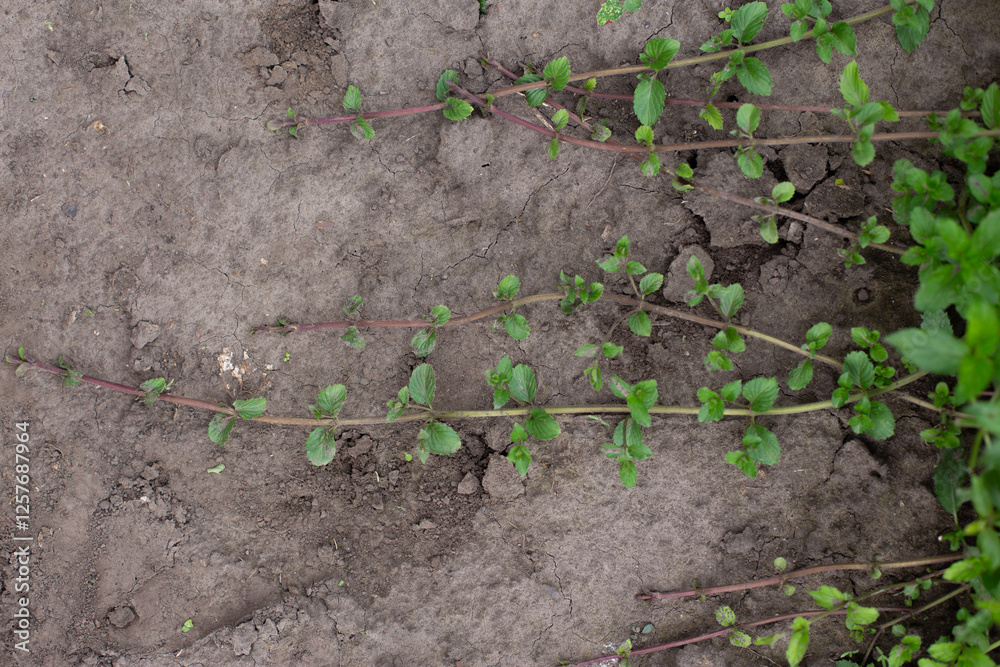 Propagation of mint with new young shoots in the garden. Aromatic fresh organic mint outdoors.