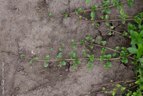 Obraz na płótnie Propagation of mint with new young shoots in the garden. Aromatic fresh organic mint outdoors. w salonie