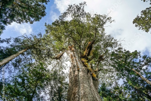 Der heilige Xianglin-Baum, Xianglin Giant Tree, Rote Taiwanzypresse, Alishan National Forest Recreation Area, Alishan Township, Chiayi County, Taiwan photo