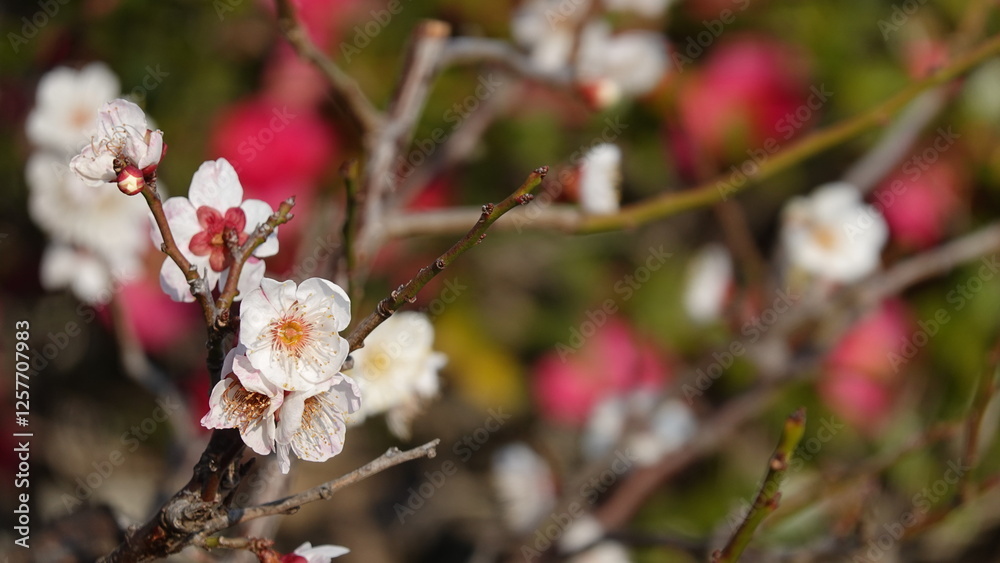 梅の花 梅の花
