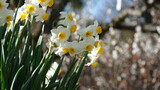 スイセンの花と梅の花