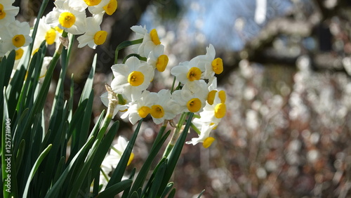 スイセンの花と梅の花 photo