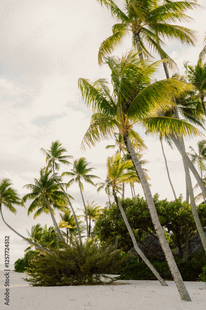 Tropical beach with leaning palm trees and white sand in Bora Bora, French Polynesia Tropical beach with leaning palm trees and white sand in Bora Bora, French Polynesia