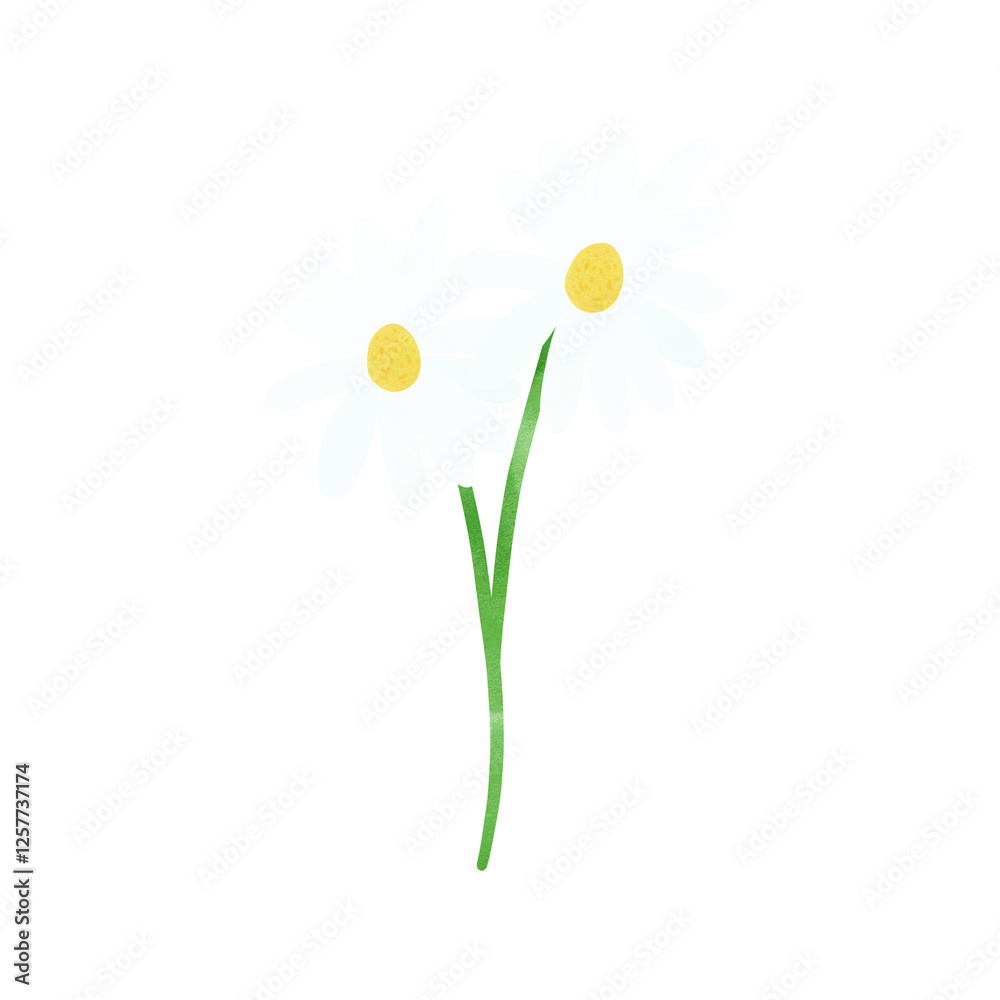 Daisy Daisy