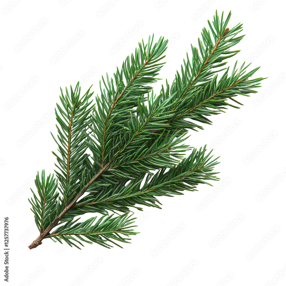green christmas fir tree branch isolated on transparent background, PNG green christmas fir tree branch isolated on transparent background, PNG