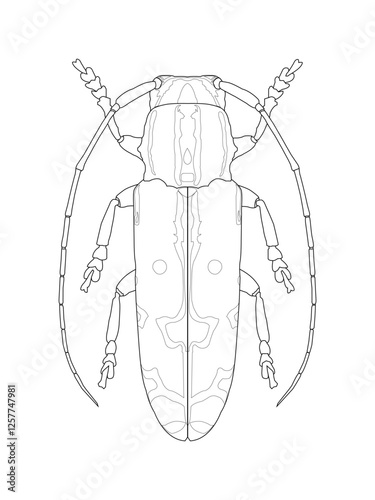 Detailed line art illustration of a longhorn beetle, perfect for coloring books, educational materials, and entomology studies