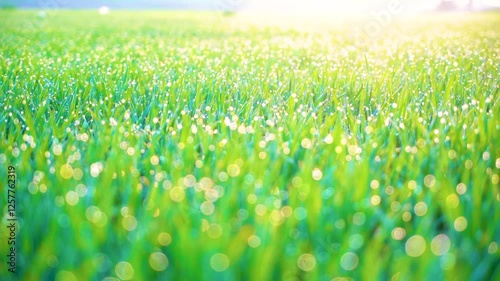 Grass and water drops macro background. Grass with water drops and sun rays in the summer garden.Wet grass in the garden.nature green background
