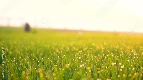 Grass and water drops macro background. Grass with water drops and sun rays in the summer garden.Wet grass in the garden.nature green background