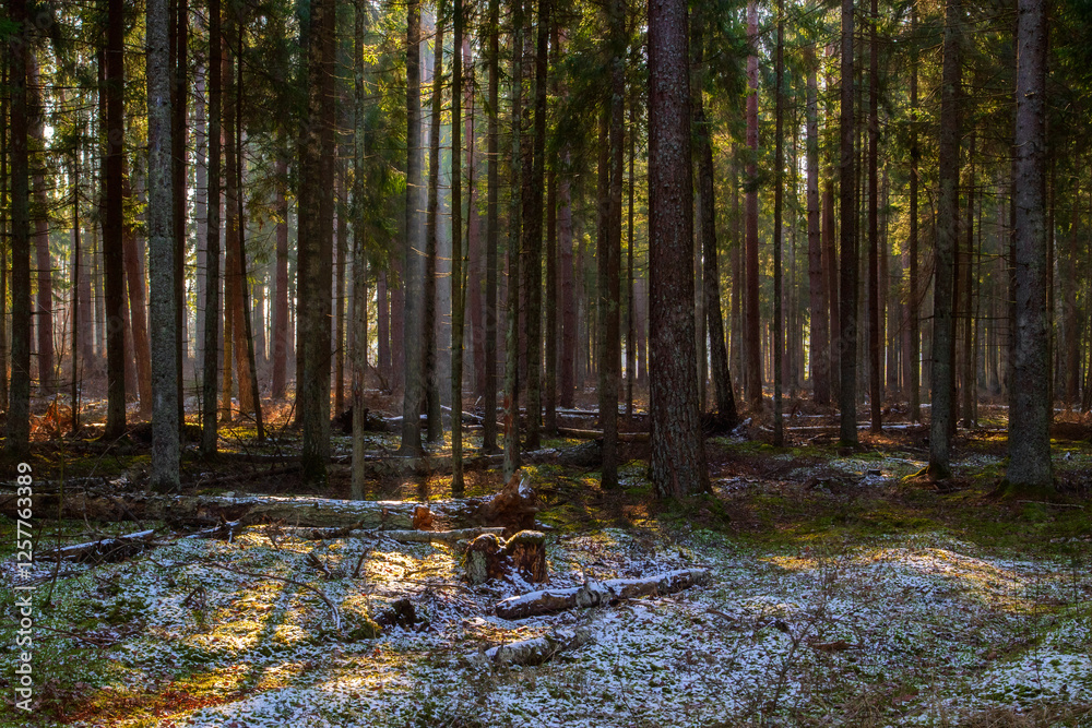 Łagodna i sucha zima w Puszczy Knyszyńskiej, Podlasie, Polska