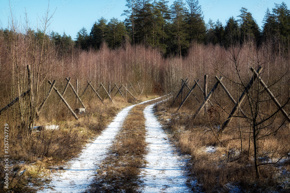 Łagodna i sucha zima w Puszczy Knyszyńskiej, Podlasie, Polska