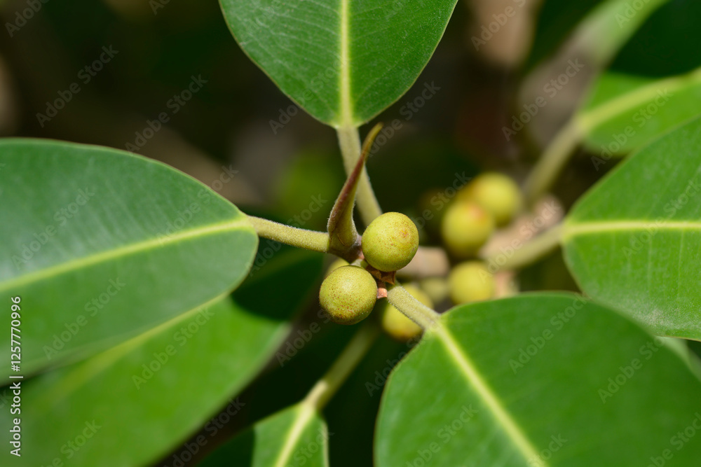 Port Jackson fig branch with immature fruit Port Jackson fig branch with immature fruit