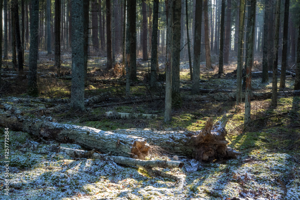 Łagodna i sucha zima w Puszczy Knyszyńskiej, Podlasie, Polska