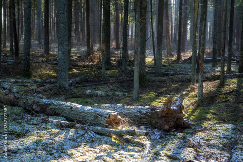 Obraz na płótnie Łagodna i sucha zima w Puszczy Knyszyńskiej, Podlasie, Polska w salonie