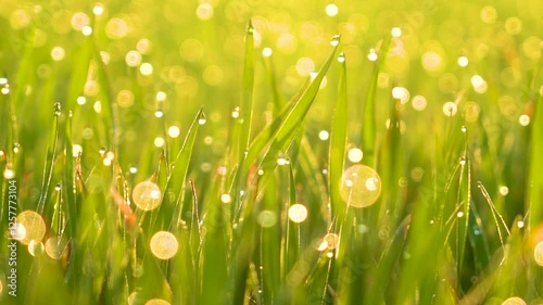 Grass and water drops macro background. Grass with water drops and sun rays in the summer garden.Wet grass in the garden.nature green background