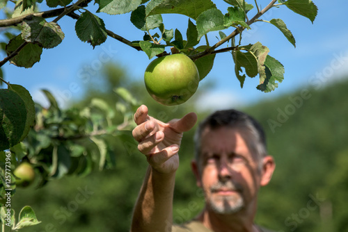Apple picking, a man harvests brambly apples from the tree.