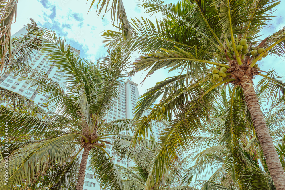 palm trees with coconuts against the background of white residential complexes and offices palm trees with coconuts against the background of white residential complexes and offices