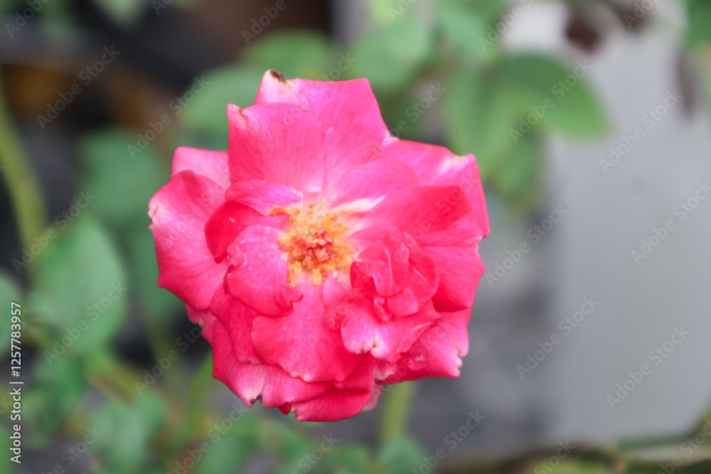 Exquisite Closeup of Rosa lucieae Flower Showcasing its Intricate Petals and Timeless Beauty. Exquisite Closeup of Rosa lucieae Flower Showcasing its Intricate Petals and Timeless Beauty.