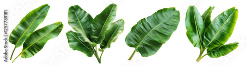 Set of tropical green banana leaves, isolated on transparent cutout background © PNGuin Studio