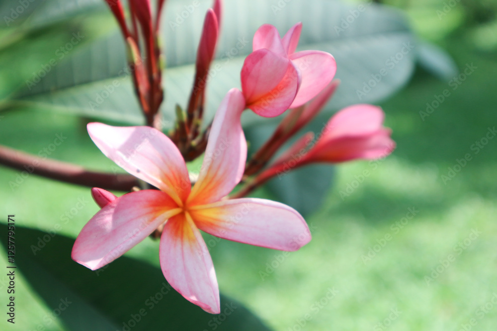 Pink frangipani flower has Latin name plumeria obtusa. Yellow frangipani flower have other name graveyard flower. Yellow frangipani flower bloom on the garden Pink frangipani flower has Latin name plumeria obtusa. Yellow frangipani flower have other name graveyard flower. Yellow frangipani flower bloom on the garden