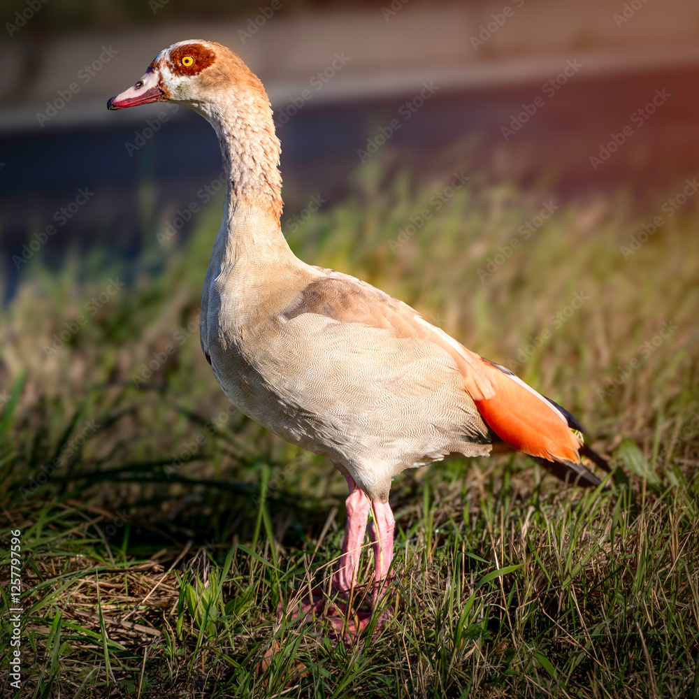 goose in the grass